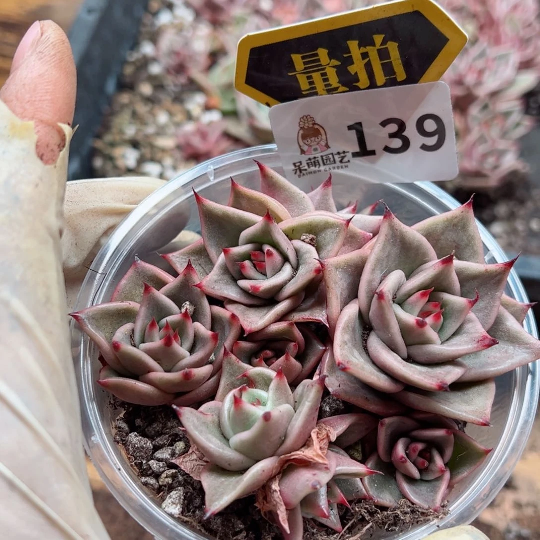 多肉植物多肉植物