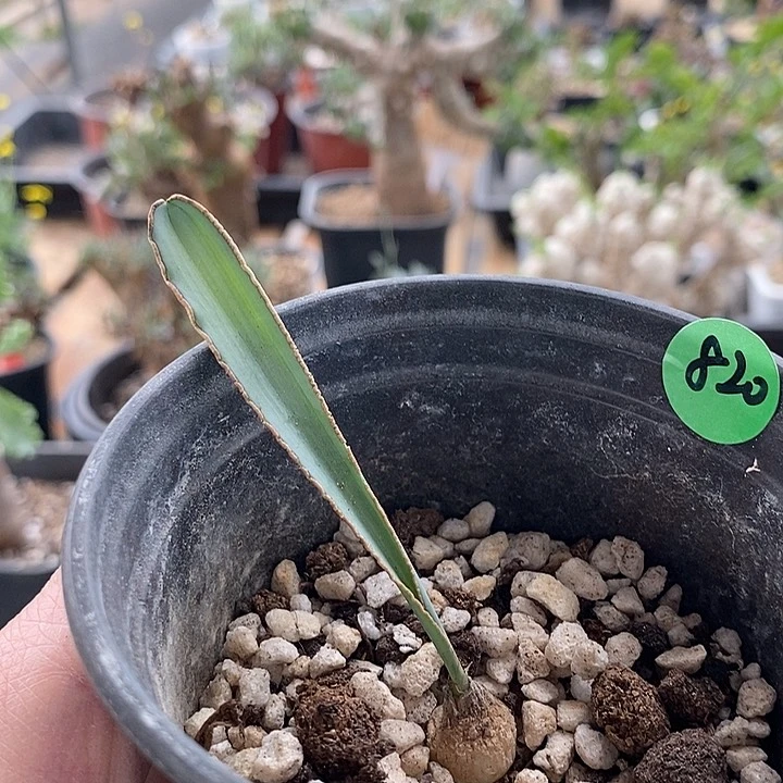 820蛞yu弹簧草一一一一