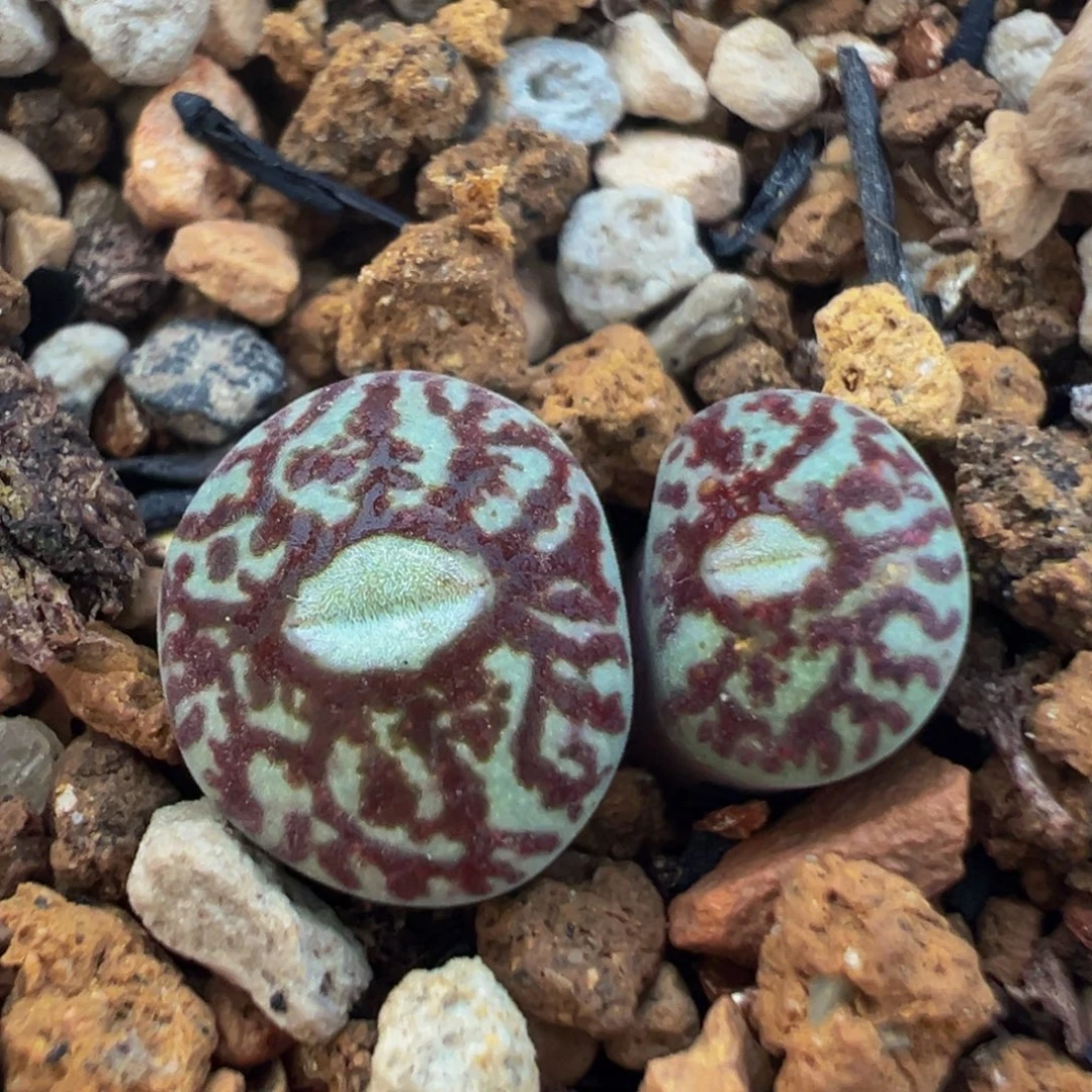 168多肉植物百科植物