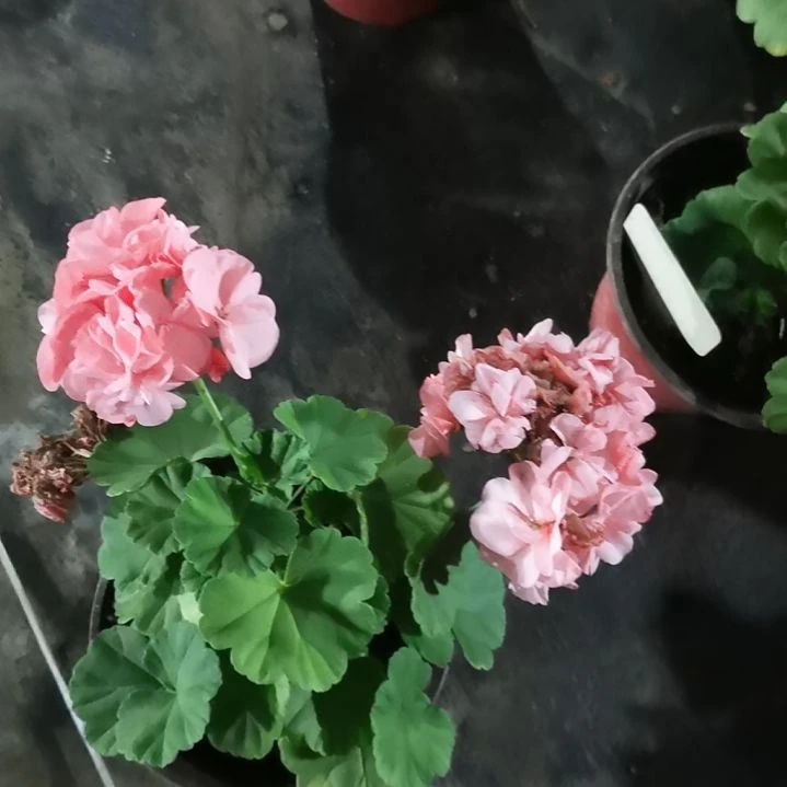 当前无花栽培后可以开花再见梦想