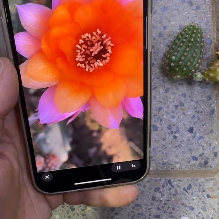 367白檀W2614歪无根侧牙3个小，20包邮