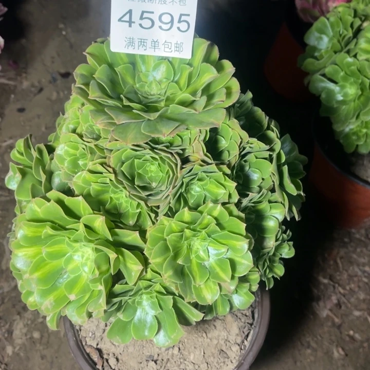 4595琉璃的人多肉的