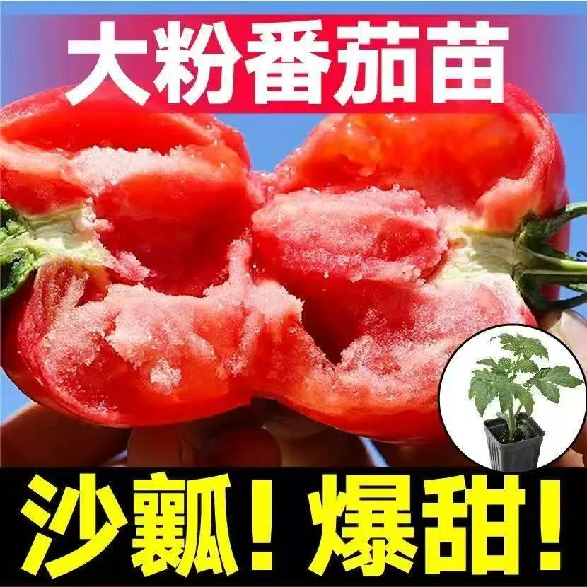沙瓤口感西红柿苗高产番茄苗圣女果大粉普罗旺斯带土发货阳台庭院