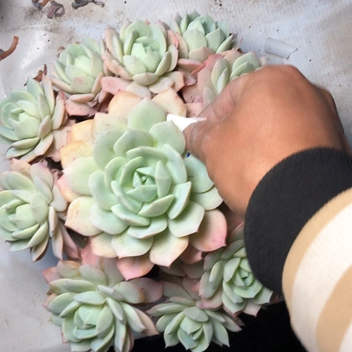 C****219////////////////