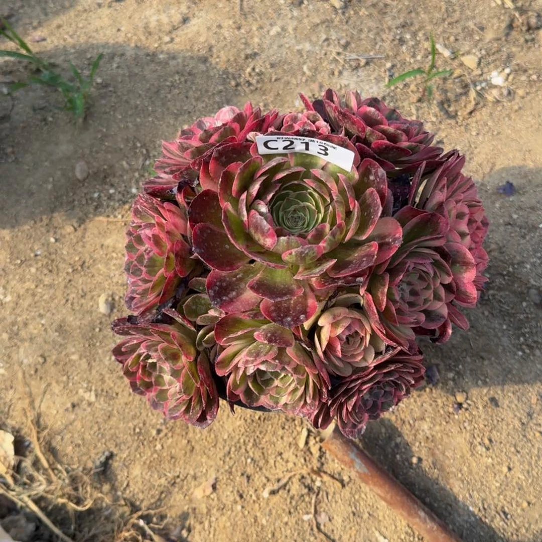 213海神多肉植物