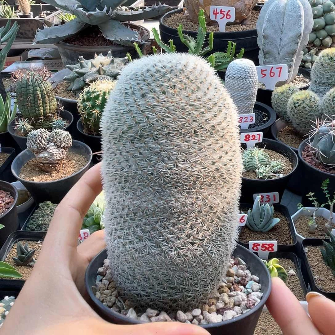 实生超白希望丸仙人球多肉