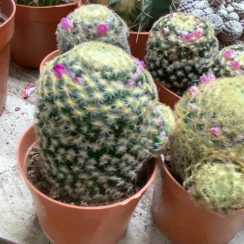 明星仙人球8米仙人球