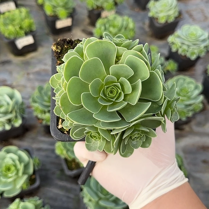 远***人山地玫瑰一物一拍带盆发