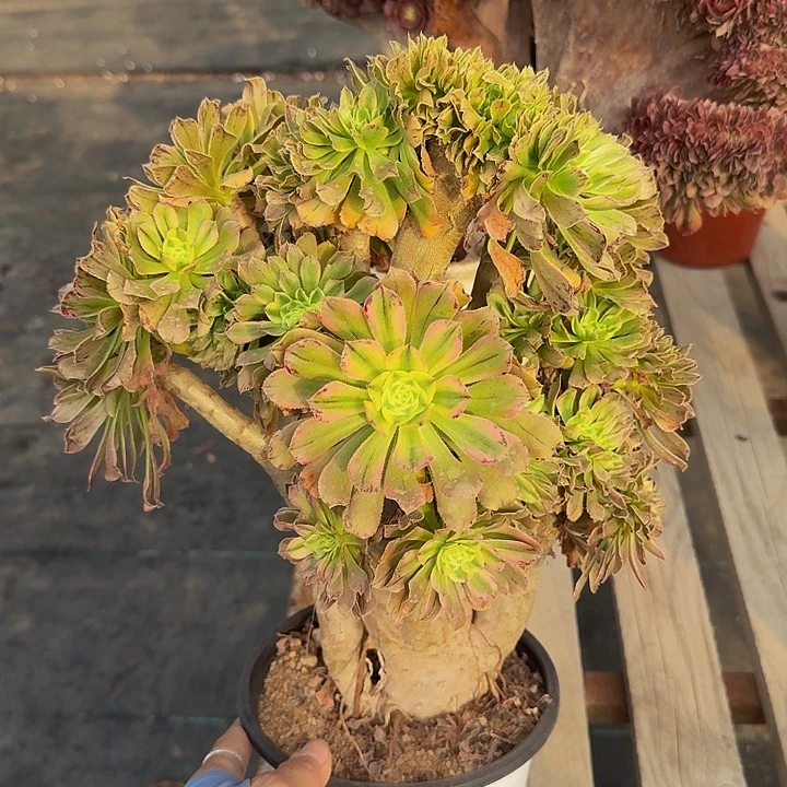 燕日伞法师特价特特1133