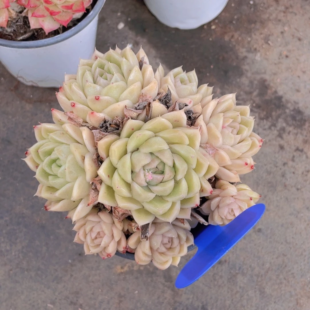 1218号大群生麦秆一个不包整