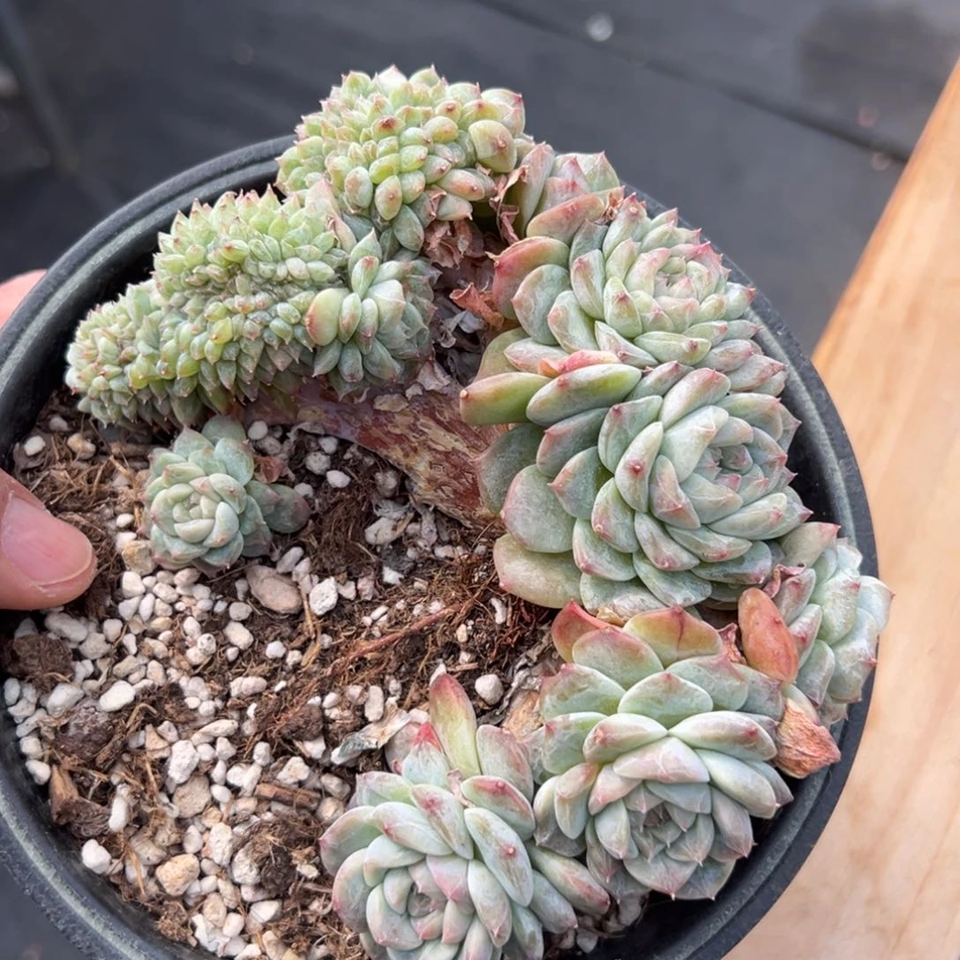 新年快乐 新年快乐