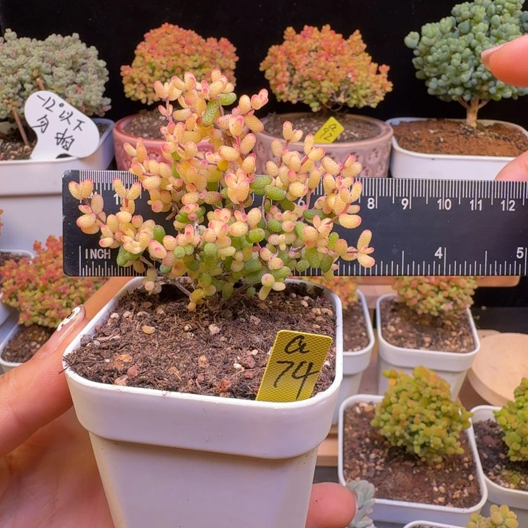 a74号假飞机猪猪