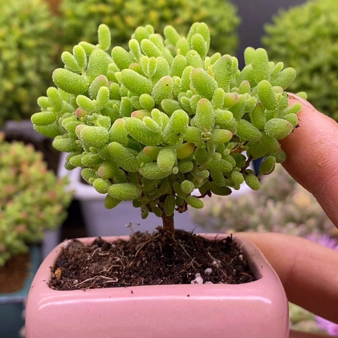 192蜜橘糖球带盆