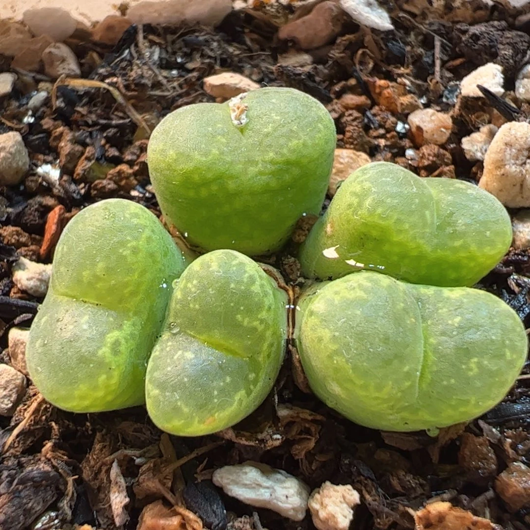 482多肉植物百科