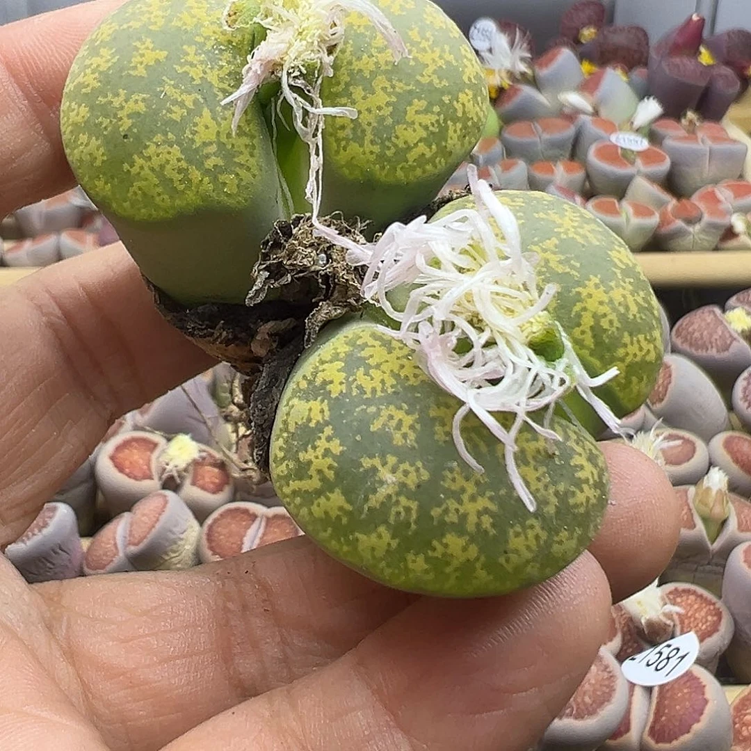 1593顶级雪花纹绿紫勋