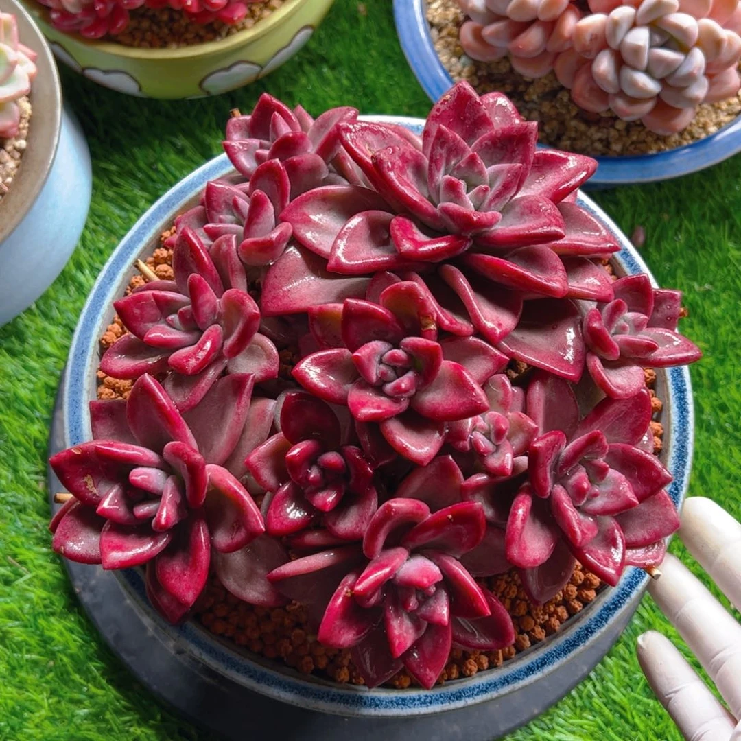 春11111111111111111111