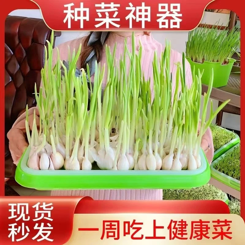 育苗盘种植发芽盆大容量家用豌豆苗蒜苗豆芽机发豆芽专用盆子神器商品图
