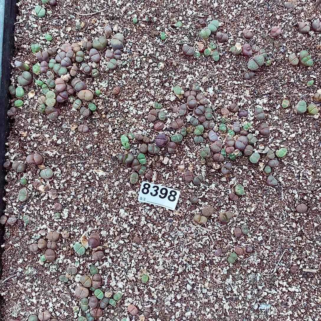 8398 风铃清筐脱土发货