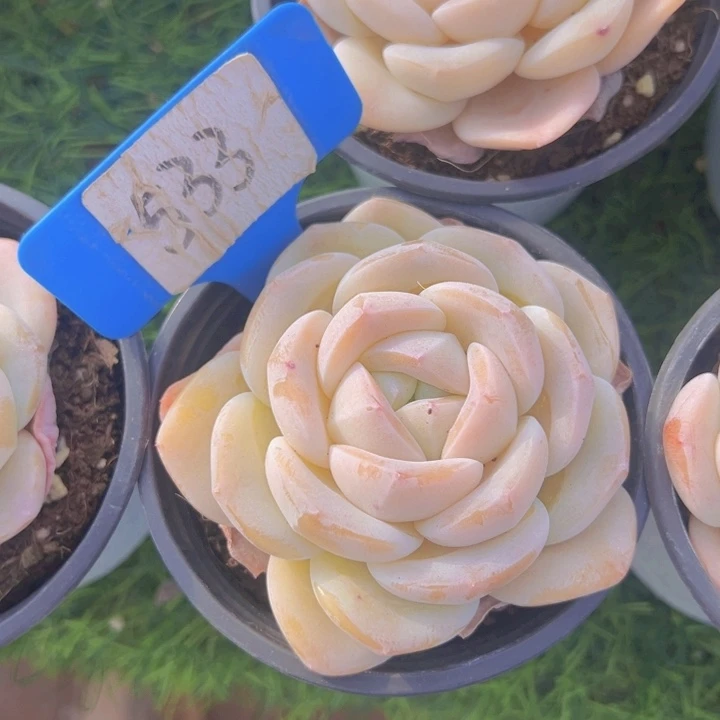 健健康康平平安安