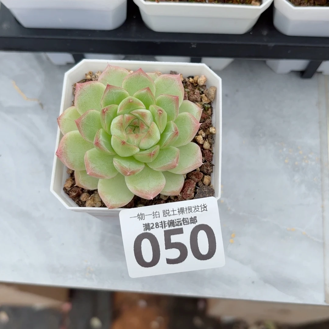 麦秆单头无盆土发货