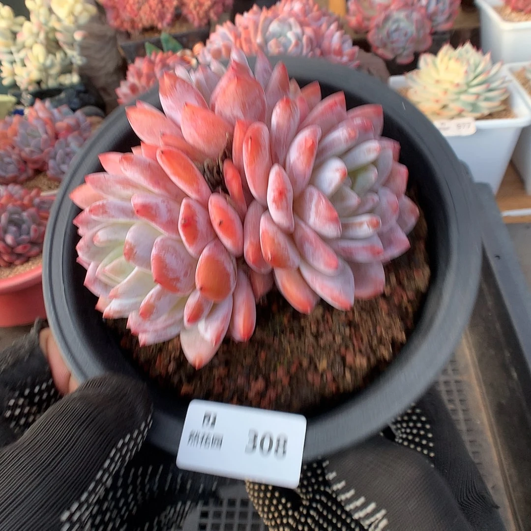 308雪天使多肉植物66666