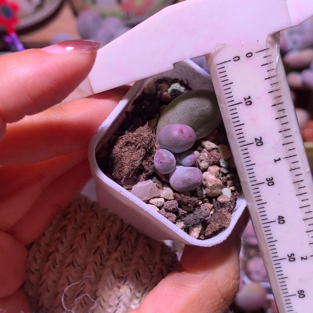 米可奶 不凑满28元发一片叶 不售后 到付