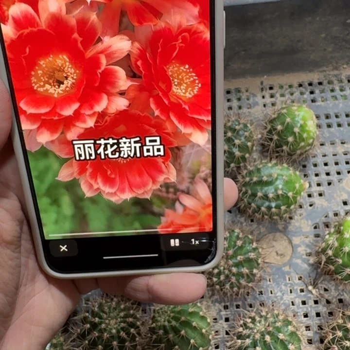 250丽俏佳人歪无根侧牙3公分左右，20包邮