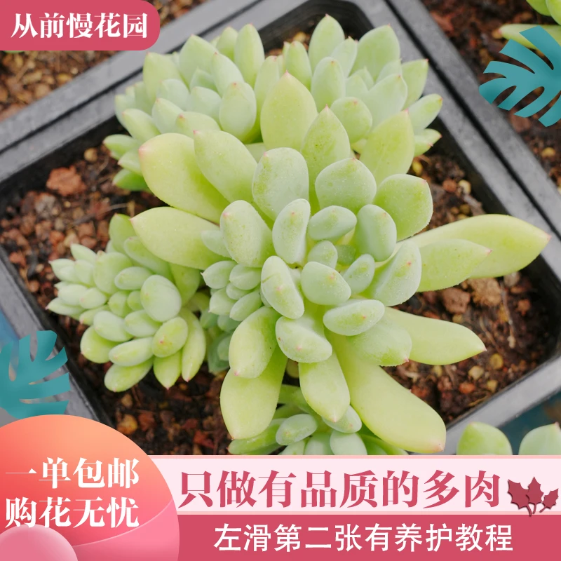 056-青青-从前慢花园东云系多肉植物