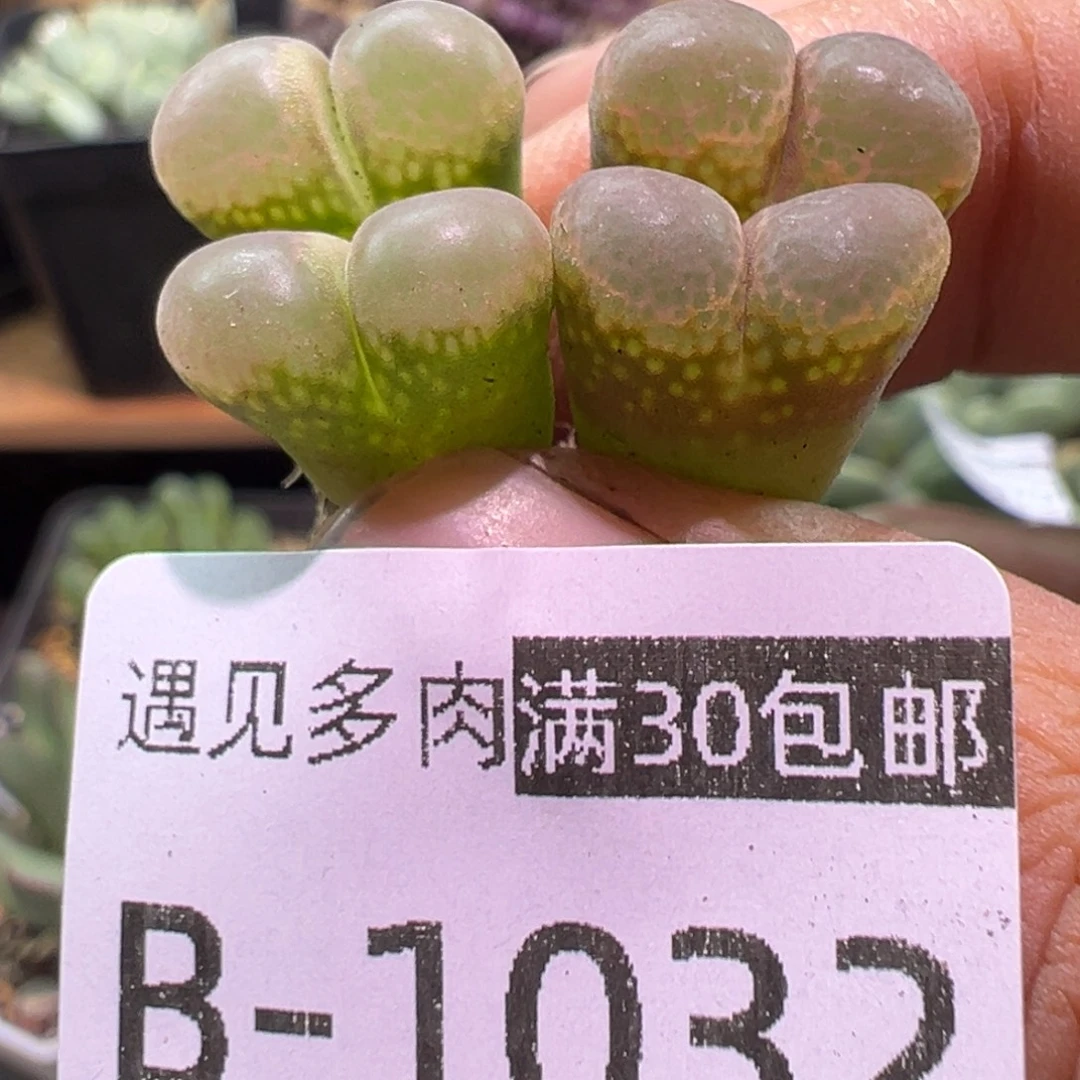 多肉植物1111111111