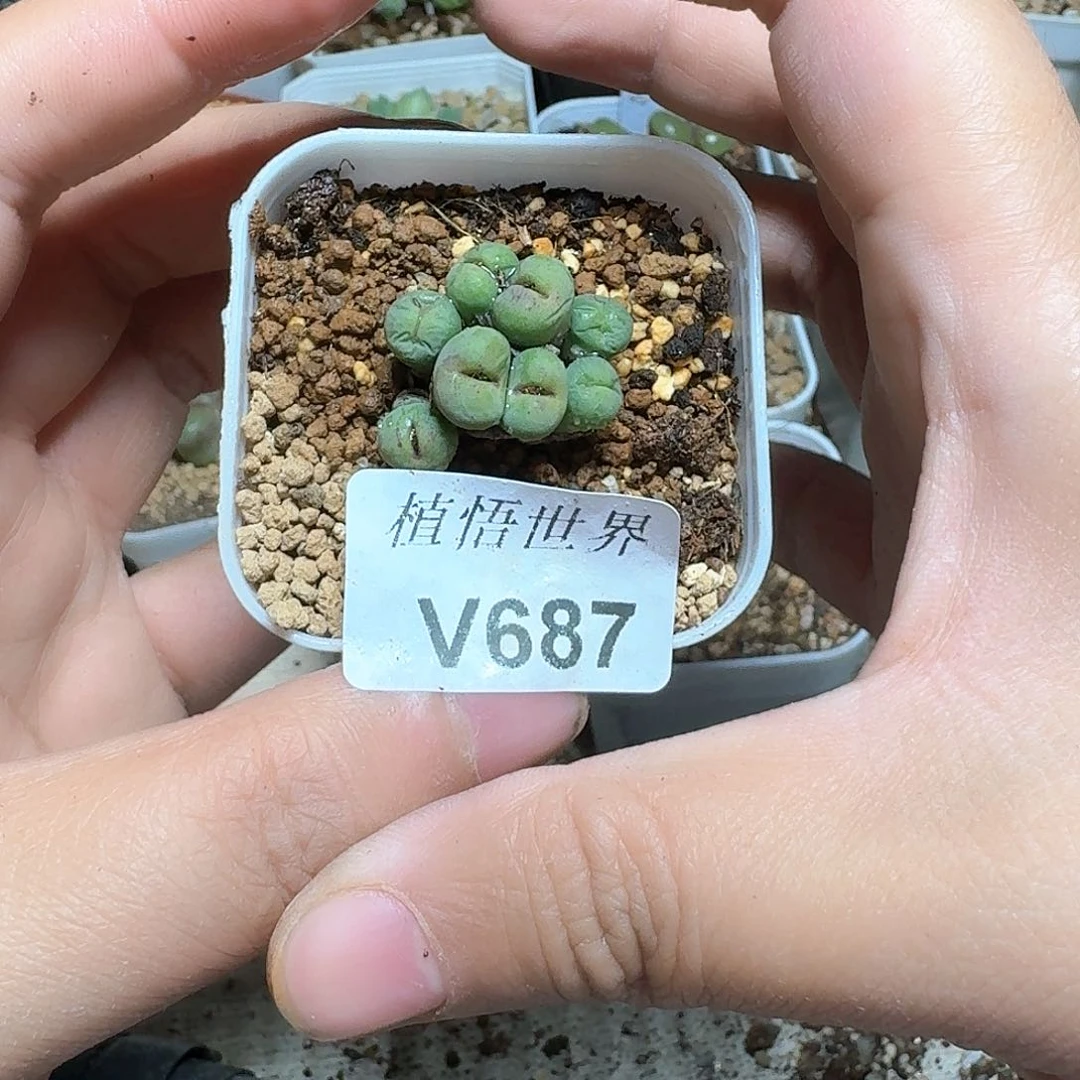 687盒多肉多肉植物哇c g