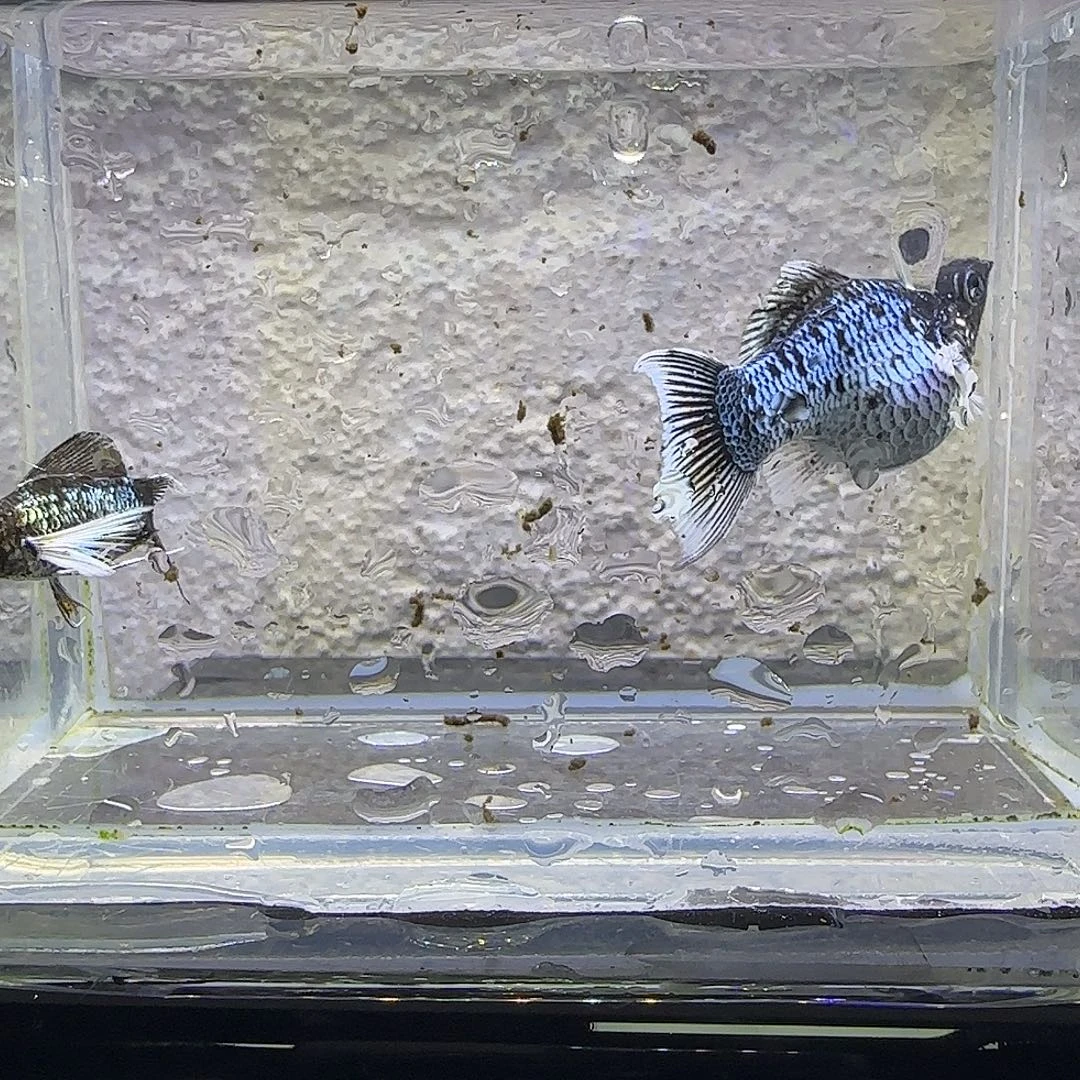 孔雀鱼电镀玛丽。2号