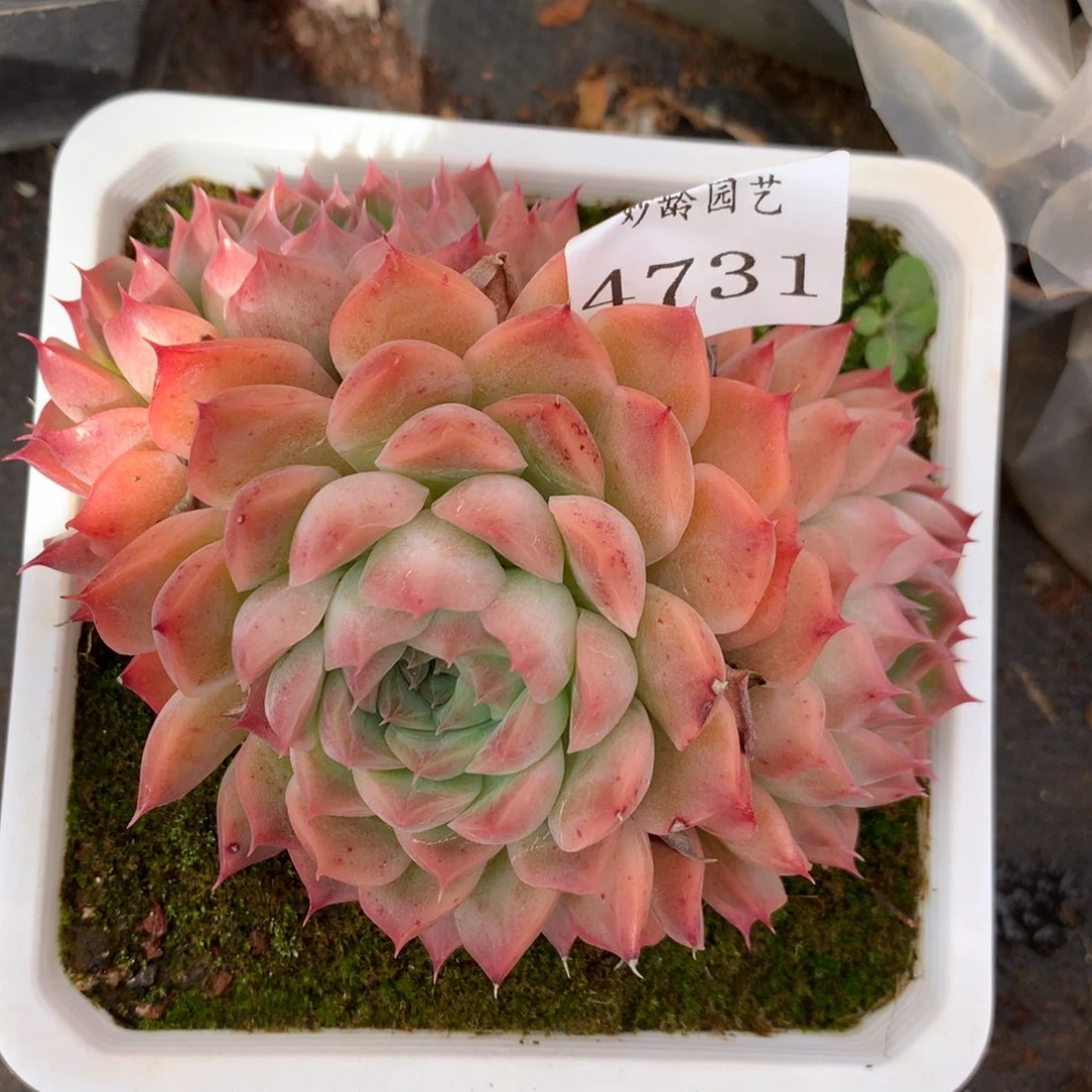 4731杂交多肉植物