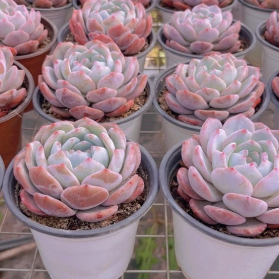 三颗单头橙梦露雪天使