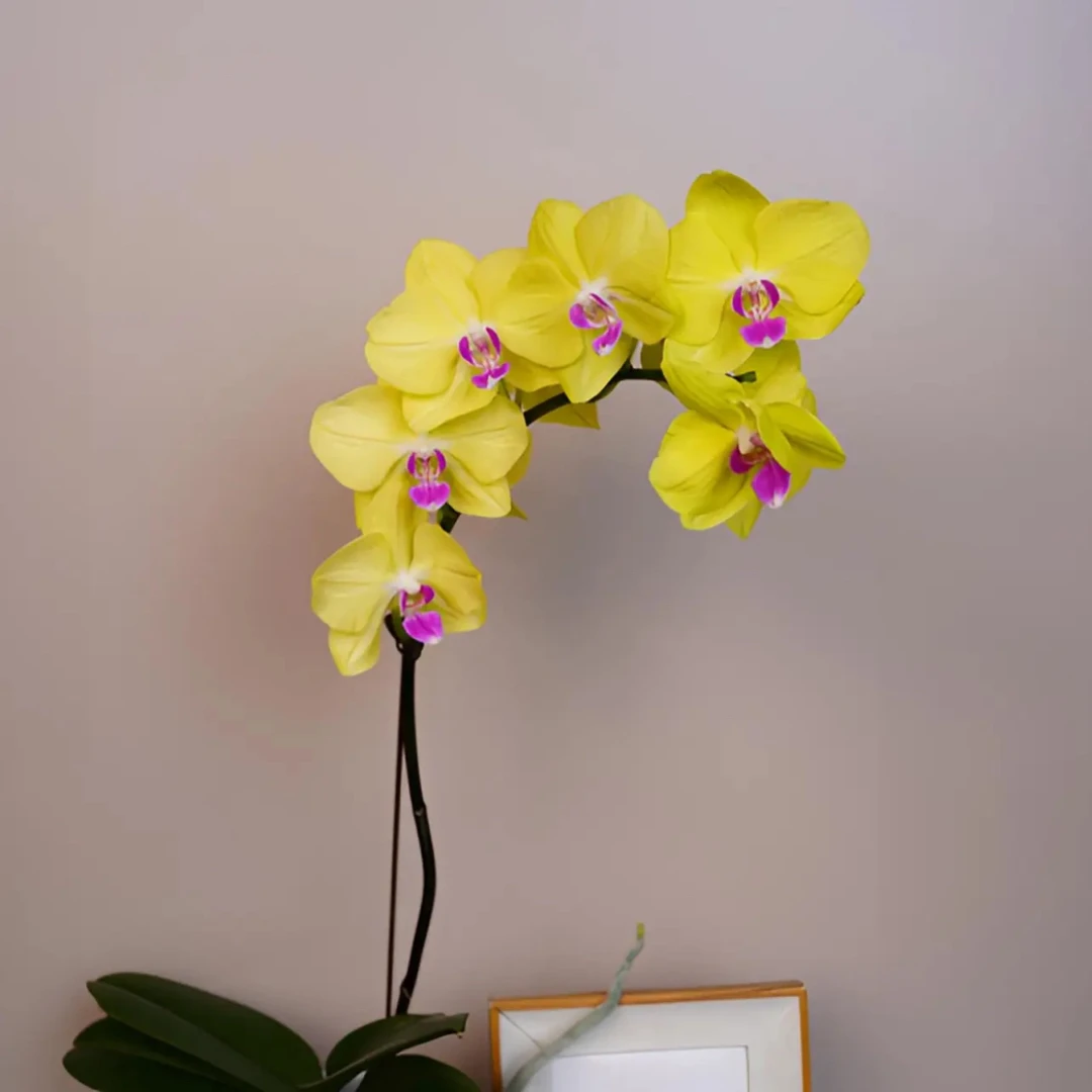 明兰花卉 蝴蝶兰【甜格格】 带花带花苞开花株发