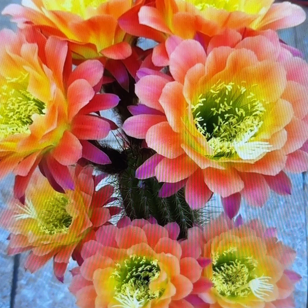 杏光辉毛侧牙20包邮仙人球51