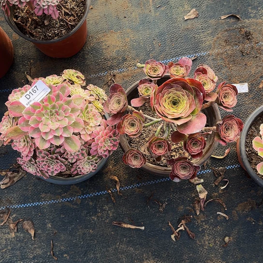无花朵多肉植物167红铜白，枚金