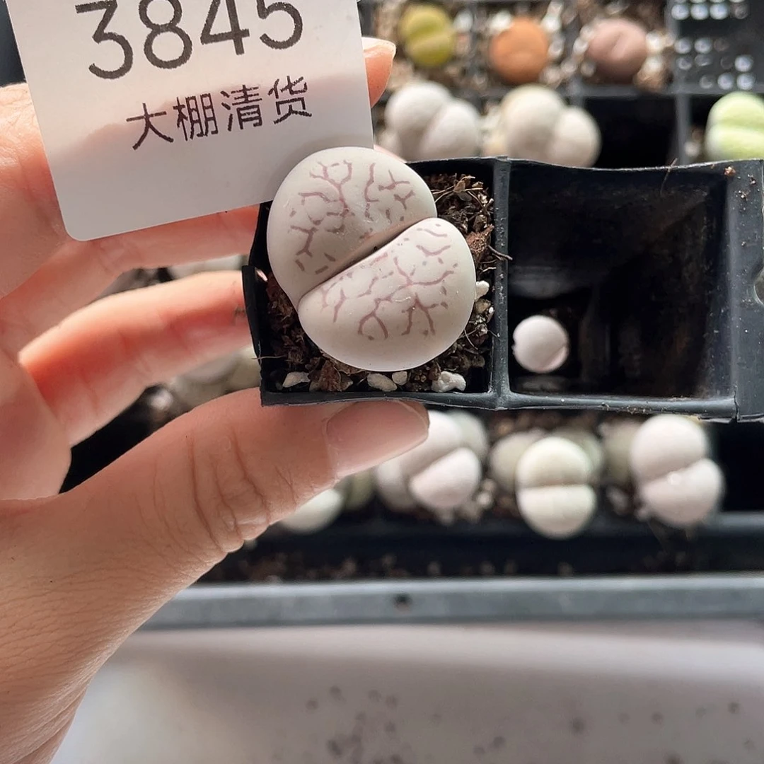 美****93845大棚清仓甩卖了