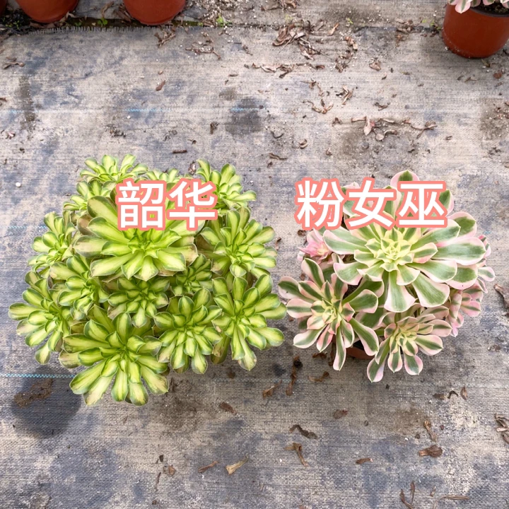 好养经典系列法师锦多肉植物脱盆脱土裸根发货