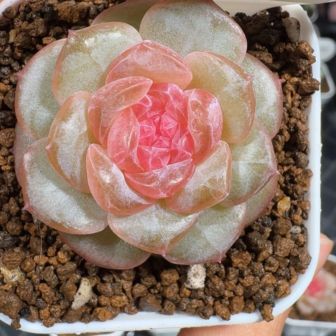 0927-132-6160单头一颗