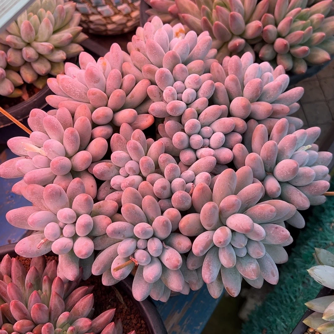 龙猫精品一物一拍多肉植物汤圆