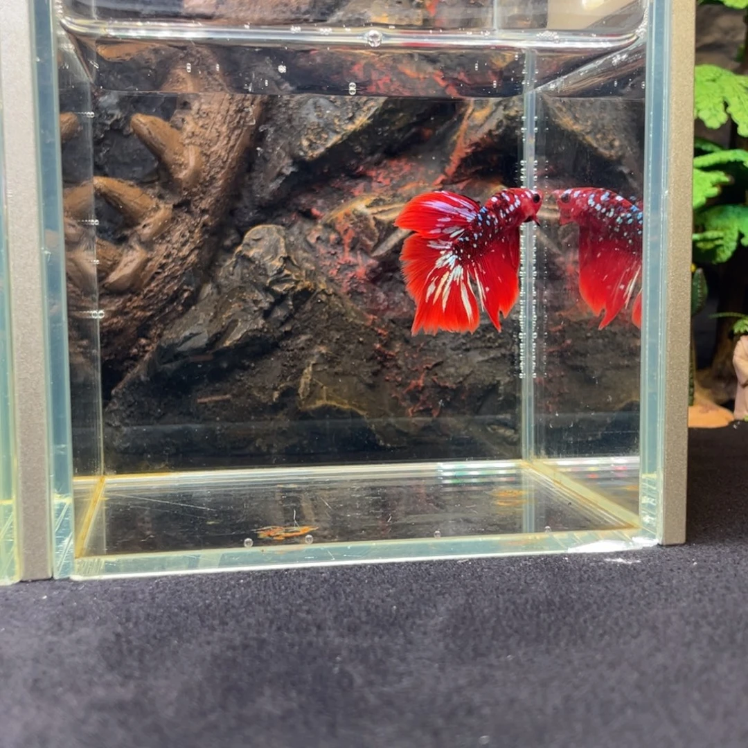 斗鱼十一月三十日竞价