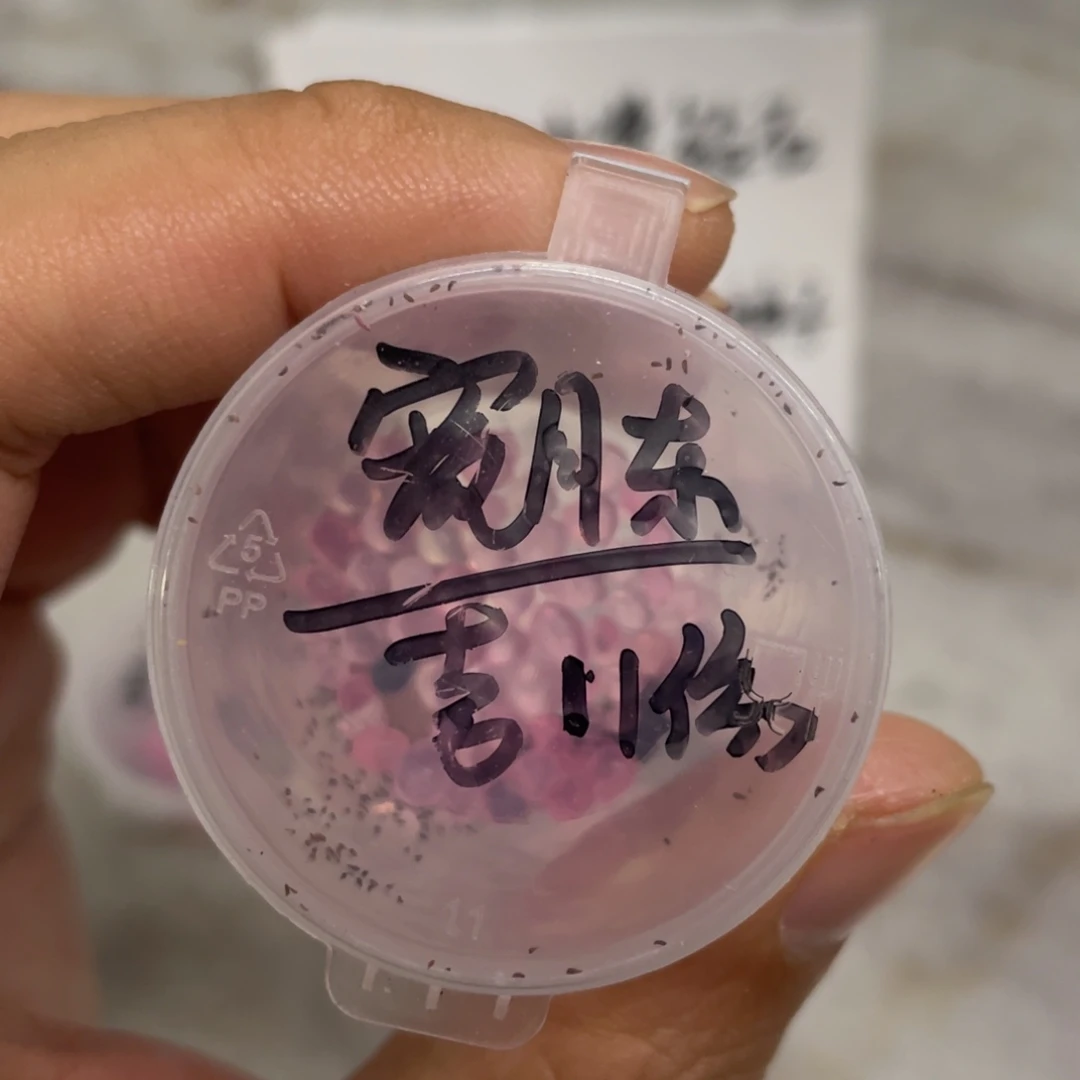 宽月东✖️吉娃娃20粒