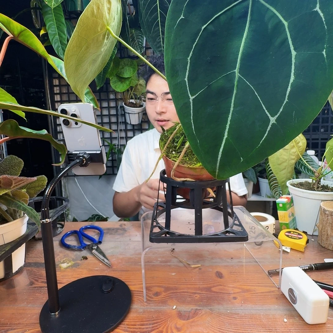 要***得无花朵一物一拍Y22