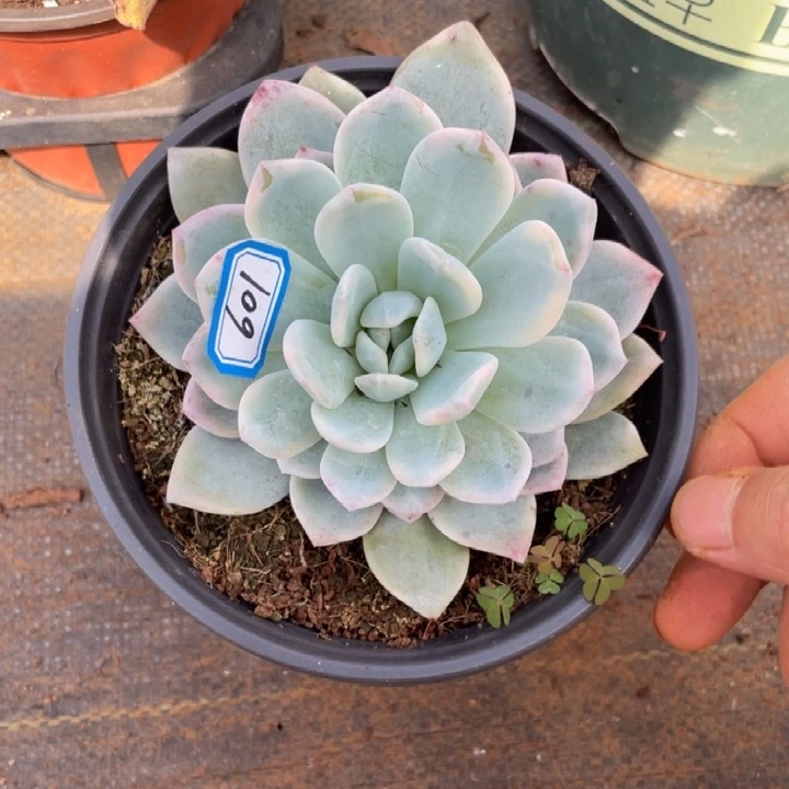 601，多肉锦成子锦