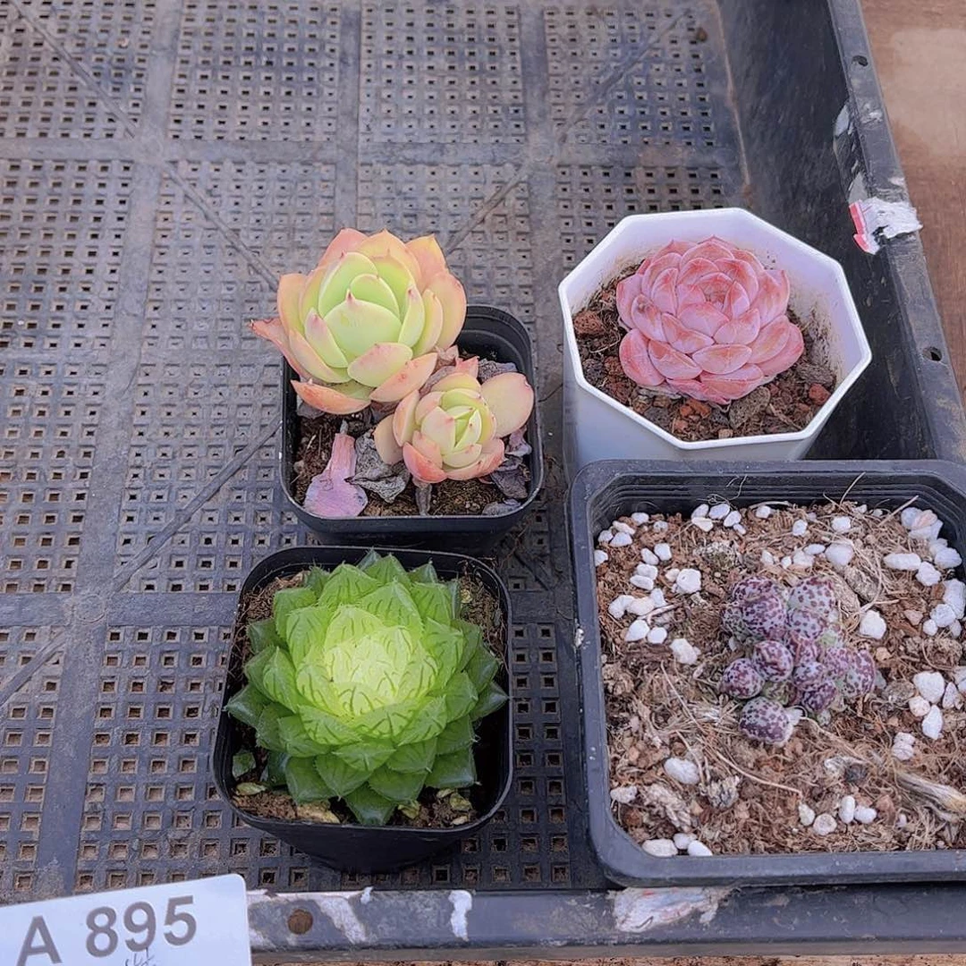 多肉895多肉植物