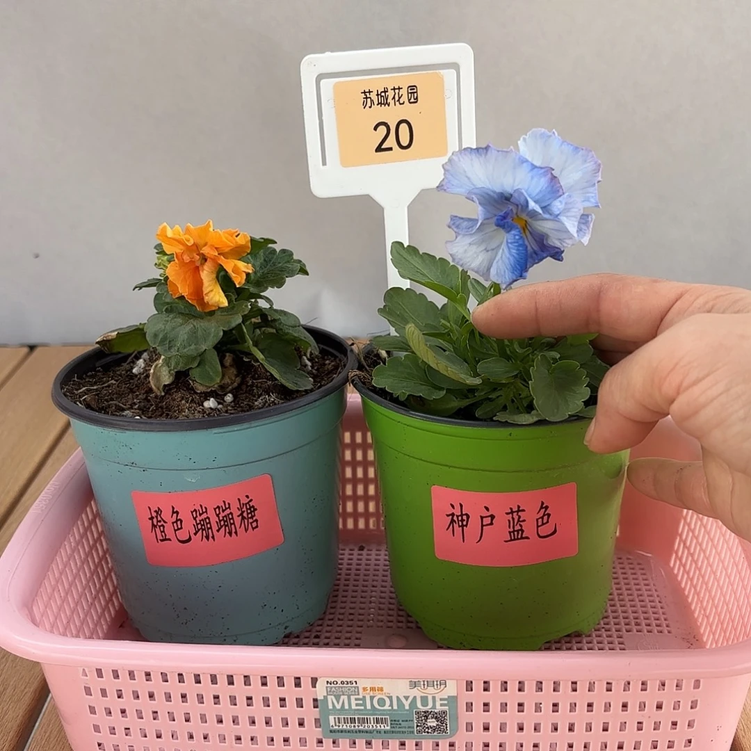 大部分开放少量花苞20