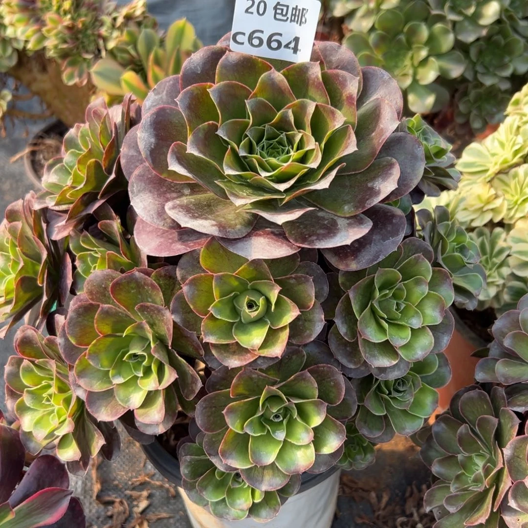 664魅金，多肉法师