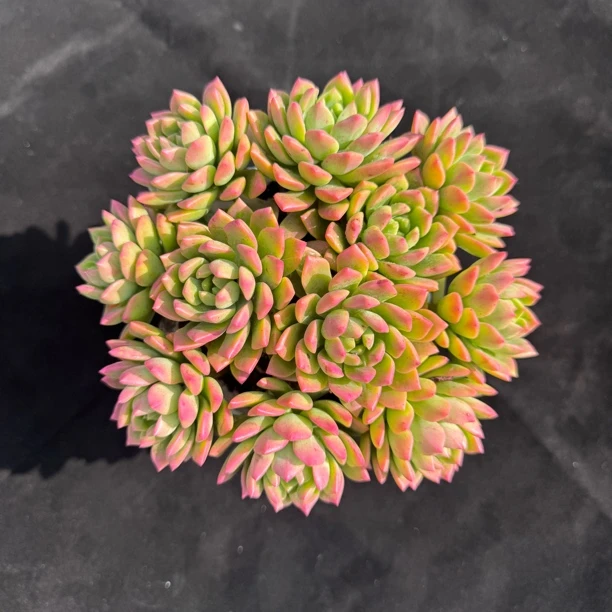 马库斯 多肉植物（带新款罗马盆+送底座）云南昆明多肉基地