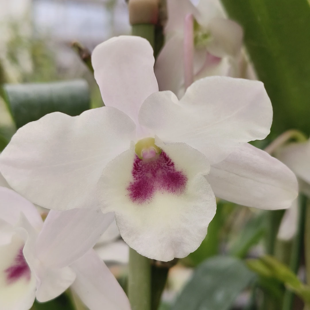 【石斛兰】半白樱盆栽花卉绿植易养护花香四溢