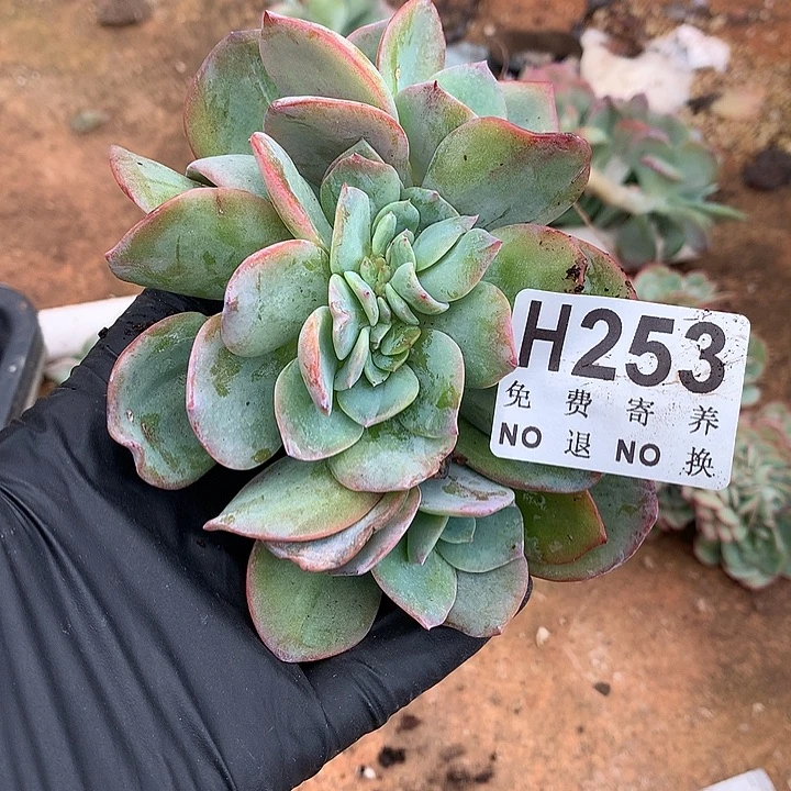 血凤缀化 非偏远38包邮 节后发